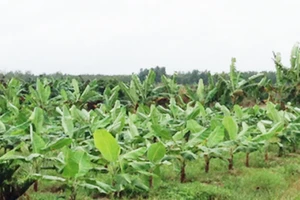 Đồng Nai: Nông dân vẫn tăng diện tích trồng chuối