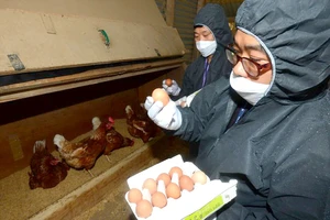 Kiểm tra trứng gà nhiễm fipronil tại một trang trại ở Hàn Quốc
