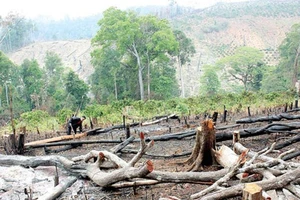 Làm rõ vụ hơn 43ha rừng bị “lâm tặc” triệt hạ