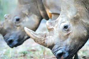 20 năm tù cho đối tượng săn bắn tê giác trái phép