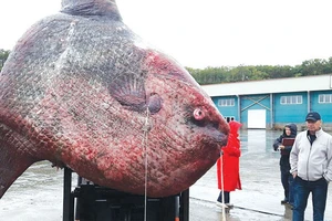Cá nặng 1,1 tấn