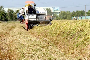 Nâng cao năng lực thương nhân trong xuất khẩu gạo