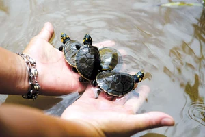 Peru thả 5.000 con rùa được ấp trứng nhân tạo về vùng rừng Amazon 