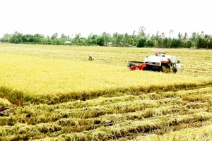 Hướng đi nào để nông nghiệp Nam bộ bền vững?
