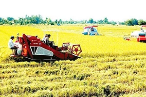 Kiến nghị chuyển mục đích sử dụng các dự án đất trồng lúa