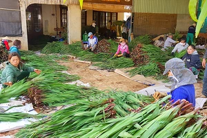 Nông dân xã Hiệp An, huyện Đức Trọng, tỉnh Lâm Đồng, thu hoạch hoa lay ơn