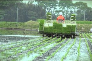 Nhật Bản đầu tư trồng lúa ở châu Á