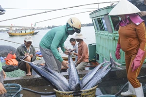 Thừa Thiên - Huế: Ra quân đánh bắt vụ cá đầu năm Mậu Tuất 2018