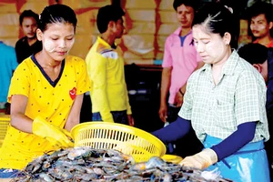 Lao động nhập cư Myanmar làm việc tại Thái Lan