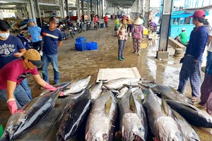 Ngư dân Khánh Hòa khai thác cá ngừ đại dương xuất khẩu