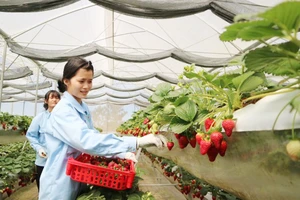  Vườn dâu tây thủy canh trồng theo công nghệ của Israel ở Đà Lạt. Ảnh: ĐOÀN KIÊN