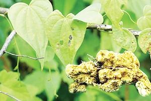 Cây và củ Nần nghệ (Dioscorea collettii)