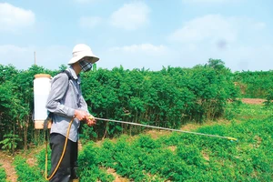Nhiều nơi, nông dân vẫn sử dụng các loại thuốc diệt cỏ đe dọa sức khỏe con người
