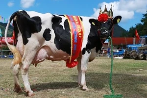 Hội thi bò sữa TPHCM
