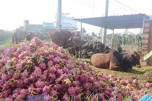 Thanh long đổ thành đống cho bò ăn tại Bình Thuận
