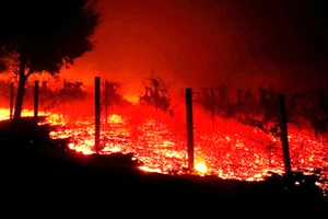 Cháy rừng lịch sử ở California, ít nhất 42 người chết