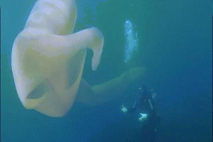 Giun biển khổng lồ
