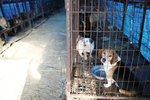 Đóng cửa cơ sở giết mổ chó lớn nhất Hàn Quốc