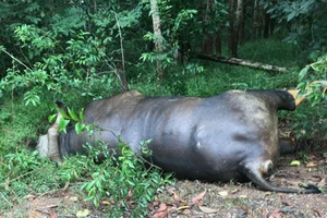 Con bò tót chết trong khu bảo tồn tại Đồng Nai là do ô tô tông