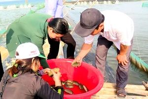 Quảng Ngãi: Giải quyết ô nhiễm môi trường bằng nuôi hải sâm ghép
