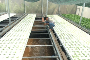 Nông dân huyện Nhà Bè áp dụng mô hình nuôi tôm kết hợp trồng rau thủy canh