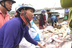 Cá bè trên sông La Ngà chết hàng loạt khiến nhiều gia đình nuôi cá điêu đứng