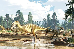 Phát hiện xương khủng long hiếm ở Australia