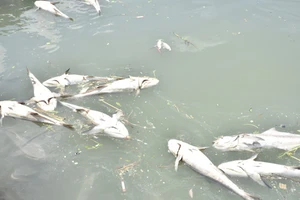 Cá lồng bè Long Sơn lại chết, ngư dân thiệt hại hàng tỷ đồng