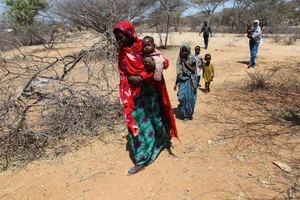 Đông và Nam châu Phi: Hạn hán nặng nề, hơn 4 triệu người bị đói