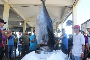 Ngư dân Phú Yên câu được cá ngừ đại dương gần 400kg