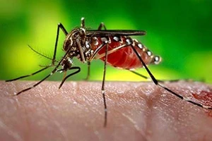 Brazil công bố chấm dứt tình trạng khẩn cấp về Zika