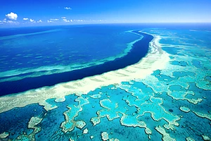 Rạn san hô Great Barrier lại bị đe dọa