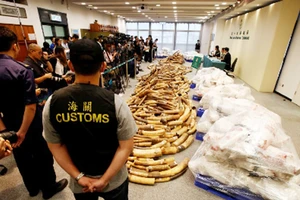 Hải quan Hồng Công ngày 6-7-2017 họp báo công bố phát hiện vụ buôn lậu ngà voi lớn nhất 30 năm qua. Ảnh: REUTERS