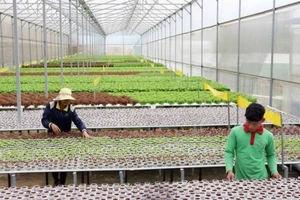 Ứng dụng công nghệ cao để trồng rau ở Đà Lạt. Ảnh: ĐOÀN KIÊN