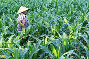 Việt Nam sẽ trồng 1,26 triệu ha bắp