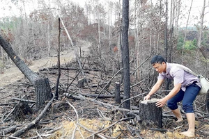Rừng thông ở xã Đắk Long, huyện Kon Plông, tỉnh Kon Tum bị triệt hạ để giao cho doanh nghiệp trồng mắc ca ​