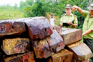 Kiểm lâm phát hiện hàng trăm phách gỗ khai thác trái phép