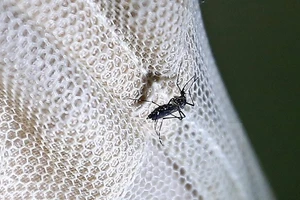 Muỗi Aedes, vật trung gian lây truyền virus Zika. Ảnh: EPA/TTXVN