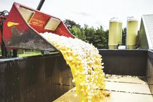 Tiêu hủy trứng gà nhiễm fipronil tại một trang trại ở Hà Lan Ảnh: EPA