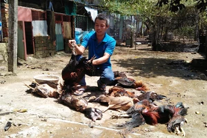 Sự cố xảy ra khiến các con vật nuôi của nhà anh Nguyễn Tấn Tài bị chết 