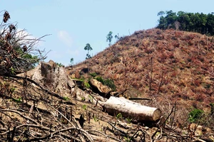 Rừng liên tục “biến mất” tại Bình Định: Chưa nghiêm thực hiện việc đóng cửa rừng!