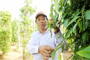 Tiêu xuất khẩu trồng tại Phú Quốc. Ảnh: CAO THĂNG