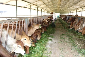 Chăn nuôi bò thịt ở Công ty CP Giống - Thực phẩm sữa trang trại Minh Đăng