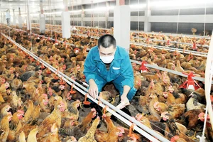 Nuôi gà cung ứng thị trường TPHCM và các tỉnh, thành tại Tổng Công ty Nông nghiệp Sài Gòn. Ảnh: CAO THĂNG