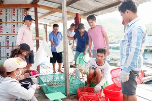 Người dân đảo Bình Ba, xã Cam Bình thu hoạch tôm hùm