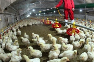 Trang trại chăn nuôi gà ở tỉnh Giang Tô, Trung Quốc