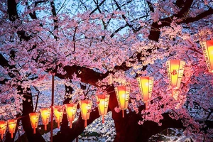 Mùa hoa anh đào Nhật Bản sẽ đến sớm