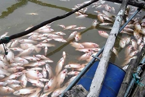 Hà Tĩnh: Nhiều cá, mực nuôi nhốt ở lồng bè bị chết