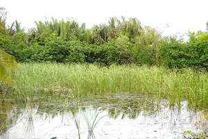 Hơn 70% số hộ dân Xóm Gò sống bằng nghề trồng cây bồn bồn