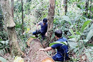 Kỷ luật khiển trách phó trưởng công an xã vì cho phép dân vào rừng khai thác ươi